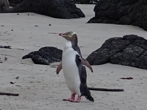 Otago Peninsula - Highlights in Neuseeland - New Zealand - Südinsel - things to see