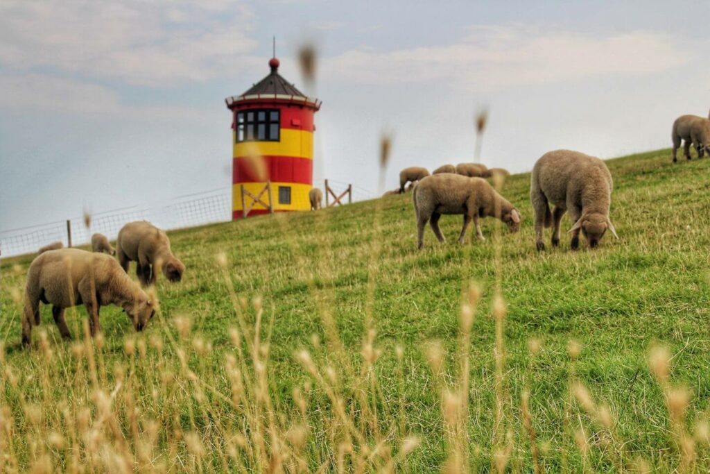 Pilsumer Leuchtturm mit Schafen ist ein Highlight in Ostfriesland