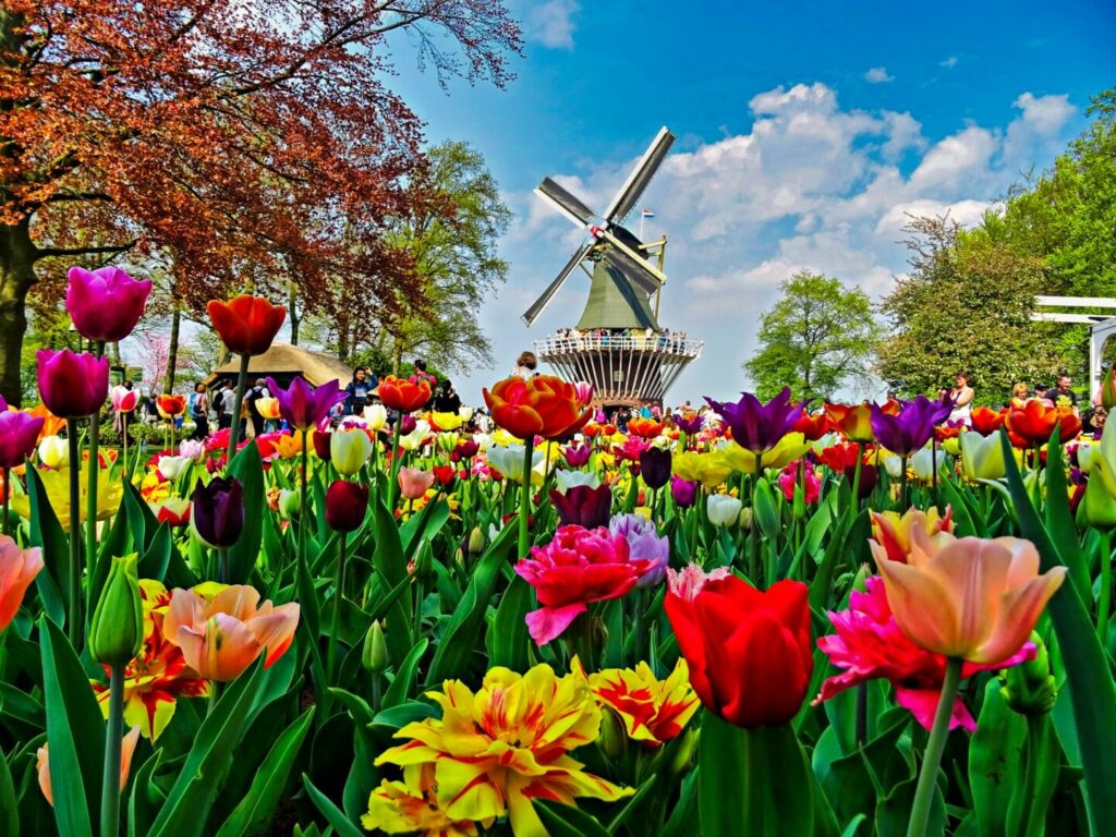 Tulpen in Niederlande