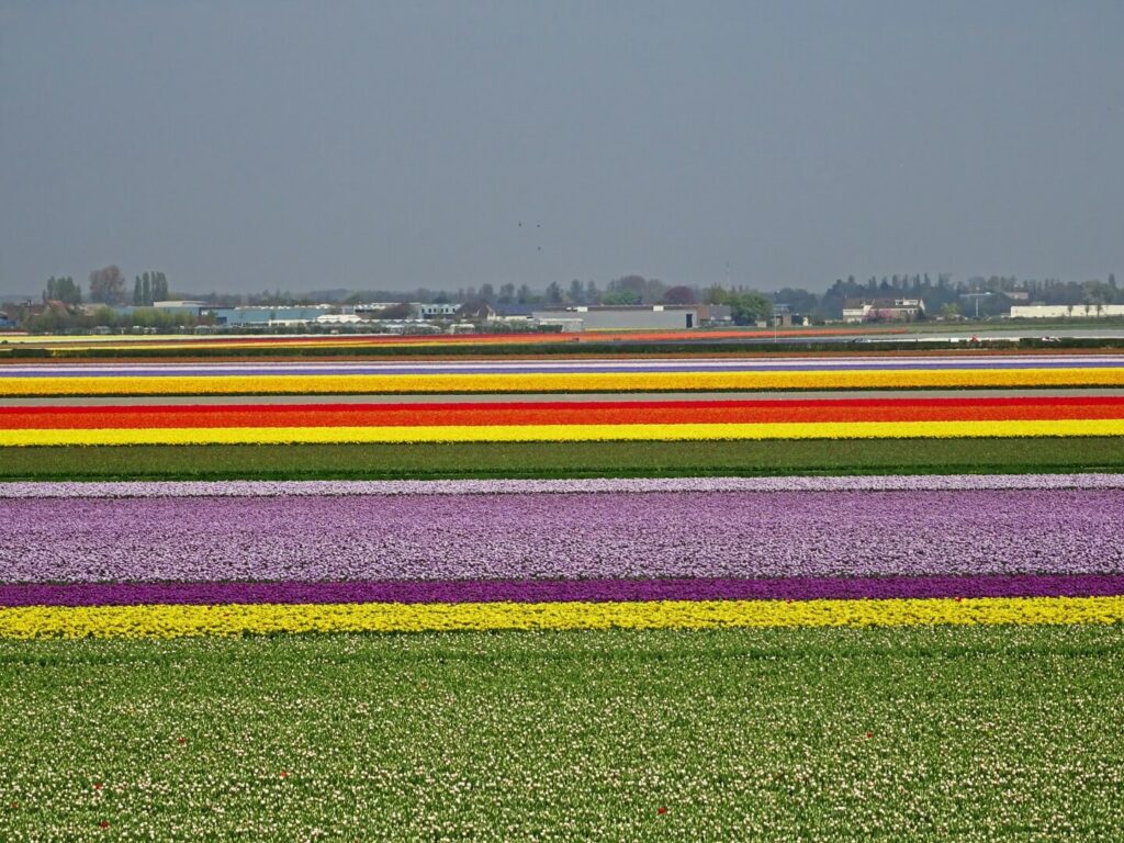 Tulpen in Niederlande