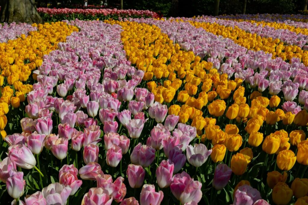 fotospots-niederlande-tulpen-gelb