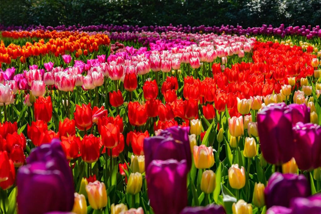 fotospots-niederlande-tulpen-rot